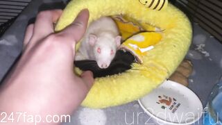 ur2dwaifu OnlyFans Leaked 7