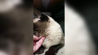 ubeayork (Bea York) OnlyFans Leaks Thick Girl Next Door Porn Video 293