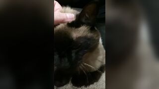 ubeayork (Bea York) OnlyFans Leaks Thick Girl Next Door Porn Video 293