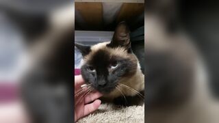 ubeayork (Bea York) OnlyFans Leaks Thick Girl Next Door Porn Video 293