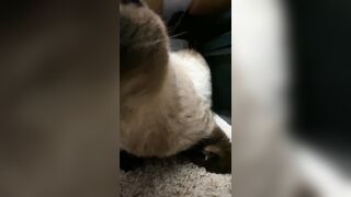 ubeayork (Bea York) OnlyFans Leaks Thick Girl Next Door Porn Video 293