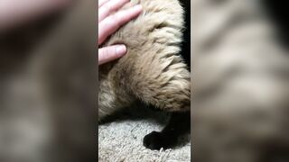 ubeayork (Bea York) OnlyFans Leaks Thick Girl Next Door Porn Video 293