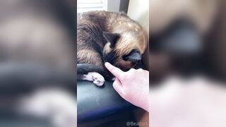 ubeayork (Bea York) OnlyFans Leaks Thick Girl Next Door Porn Video 293