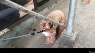 Lunaokko (Luna Okko aka Luna Ly aka lunalyxx) OnlyFans Leaks Slim Fit Asian Chinese Porn Video 16