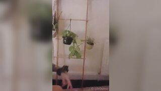 [207]- Lilc0smic (Cosmic aka CosmicCreatures) OnlyFans Leaks Freaky Lil Hippie and Full Time Brat Porn