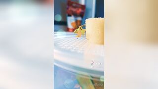 [235] ihatelaiika (LAIKAMusic aka Laika aka sleepylaika) OnlyFans Leaks CEO of Mental illness and Mommy Milkers