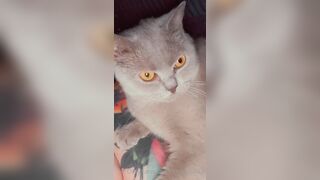 [277] ihatelaiika (LAIKAMusic aka Laika aka sleepylaika) OnlyFans Leaks CEO of Mental illness and Mommy Milkers