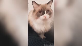 [405] ihatelaiika (LAIKAMusic aka Laika aka sleepylaika) OnlyFans Leaks CEO of Mental illness and Mommy Milkers