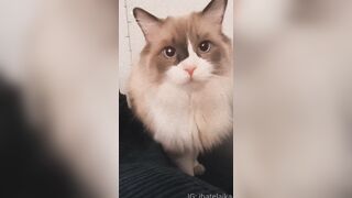 [405] ihatelaiika (LAIKAMusic aka Laika aka sleepylaika) OnlyFans Leaks CEO of Mental illness and Mommy Milkers