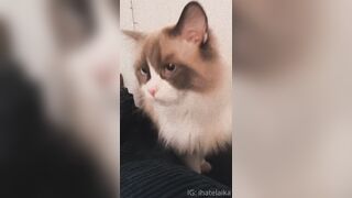 [405] ihatelaiika (LAIKAMusic aka Laika aka sleepylaika) OnlyFans Leaks CEO of Mental illness and Mommy Milkers