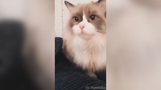 [405] ihatelaiika (LAIKAMusic aka Laika aka sleepylaika) OnlyFans Leaks CEO of Mental illness and Mommy Milkers