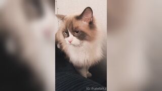 [405] ihatelaiika (LAIKAMusic aka Laika aka sleepylaika) OnlyFans Leaks CEO of Mental illness and Mommy Milkers