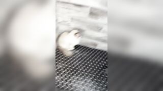 [552] ihatelaiika (LAIKAMusic aka Laika aka sleepylaika) OnlyFans Leaks CEO of Mental illness and Mommy Milkers