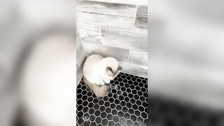 [552] ihatelaiika (LAIKAMusic aka Laika aka sleepylaika) OnlyFans Leaks CEO of Mental illness and Mommy Milkers