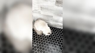 [552] ihatelaiika (LAIKAMusic aka Laika aka sleepylaika) OnlyFans Leaks CEO of Mental illness and Mommy Milkers