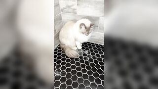 [552] ihatelaiika (LAIKAMusic aka Laika aka sleepylaika) OnlyFans Leaks CEO of Mental illness and Mommy Milkers