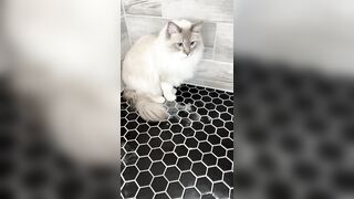 [552] ihatelaiika (LAIKAMusic aka Laika aka sleepylaika) OnlyFans Leaks CEO of Mental illness and Mommy Milkers