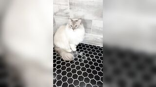 [552] ihatelaiika (LAIKAMusic aka Laika aka sleepylaika) OnlyFans Leaks CEO of Mental illness and Mommy Milkers