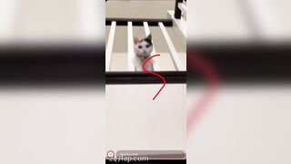 Shion Social Media Leaked Asian Chinese Amateur Girl Porn Video 60