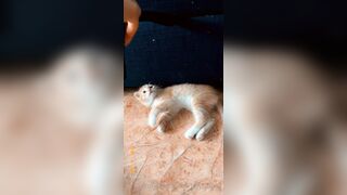 [165] Heyhorny (Mira Horny aka hey_horny) OnlyFans Leaks Brunette Sexy Slut Porn