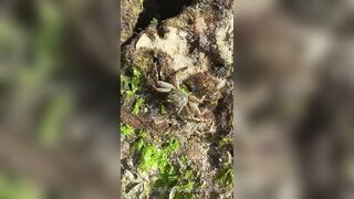 [191] Heyhorny (Mira Horny aka hey_horny) OnlyFans Leaks Brunette Sexy Slut Porn