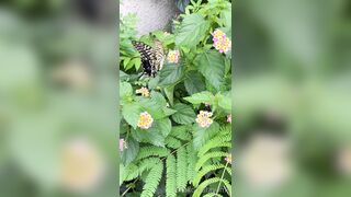 [193] Rikakodesu (Rikako Katayama aka katayama_rikako) OnlyFans Leaks your Enchanting Tokyo Japanese Muse