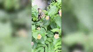 [193] Rikakodesu (Rikako Katayama aka katayama_rikako) OnlyFans Leaks your Enchanting Tokyo Japanese Muse