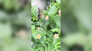 [193] Rikakodesu (Rikako Katayama aka katayama_rikako) OnlyFans Leaks your Enchanting Tokyo Japanese Muse