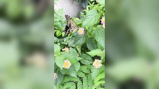 [193] Rikakodesu (Rikako Katayama aka katayama_rikako) OnlyFans Leaks your Enchanting Tokyo Japanese Muse