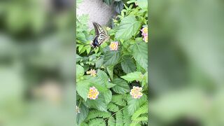 [193] Rikakodesu (Rikako Katayama aka katayama_rikako) OnlyFans Leaks your Enchanting Tokyo Japanese Muse