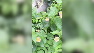 [193] Rikakodesu (Rikako Katayama aka katayama_rikako) OnlyFans Leaks your Enchanting Tokyo Japanese Muse