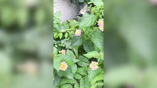 [193] Rikakodesu (Rikako Katayama aka katayama_rikako) OnlyFans Leaks your Enchanting Tokyo Japanese Muse