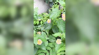 [193] Rikakodesu (Rikako Katayama aka katayama_rikako) OnlyFans Leaks your Enchanting Tokyo Japanese Muse