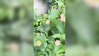 [193] Rikakodesu (Rikako Katayama aka katayama_rikako) OnlyFans Leaks your Enchanting Tokyo Japanese Muse