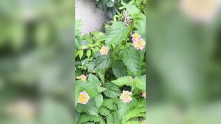 [193] Rikakodesu (Rikako Katayama aka katayama_rikako) OnlyFans Leaks your Enchanting Tokyo Japanese Muse