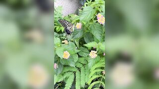 [193] Rikakodesu (Rikako Katayama aka katayama_rikako) OnlyFans Leaks your Enchanting Tokyo Japanese Muse