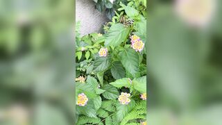 [193] Rikakodesu (Rikako Katayama aka katayama_rikako) OnlyFans Leaks your Enchanting Tokyo Japanese Muse