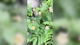 [193] Rikakodesu (Rikako Katayama aka katayama_rikako) OnlyFans Leaks your Enchanting Tokyo Japanese Muse