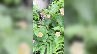 [193] Rikakodesu (Rikako Katayama aka katayama_rikako) OnlyFans Leaks your Enchanting Tokyo Japanese Muse