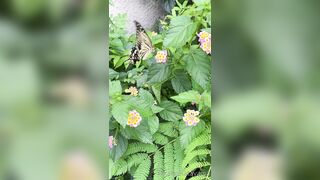 [193] Rikakodesu (Rikako Katayama aka katayama_rikako) OnlyFans Leaks your Enchanting Tokyo Japanese Muse