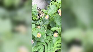 [193] Rikakodesu (Rikako Katayama aka katayama_rikako) OnlyFans Leaks your Enchanting Tokyo Japanese Muse