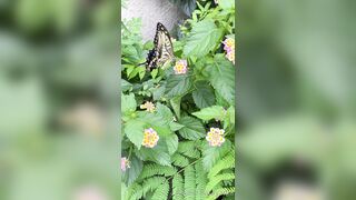 [193] Rikakodesu (Rikako Katayama aka katayama_rikako) OnlyFans Leaks your Enchanting Tokyo Japanese Muse