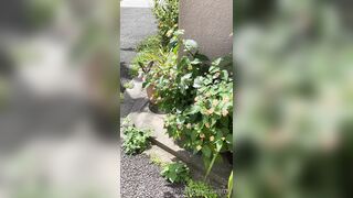 [194] Rikakodesu (Rikako Katayama aka katayama_rikako) OnlyFans Leaks your Enchanting Tokyo Japanese Muse