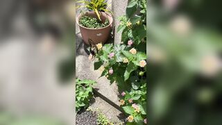 [194] Rikakodesu (Rikako Katayama aka katayama_rikako) OnlyFans Leaks your Enchanting Tokyo Japanese Muse