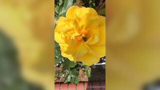 [28] Rikakodesu (Rikako Katayama aka katayama_rikako) OnlyFans Leaks your Enchanting Tokyo Japanese Muse