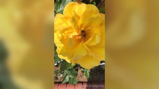 [28] Rikakodesu (Rikako Katayama aka katayama_rikako) OnlyFans Leaks your Enchanting Tokyo Japanese Muse