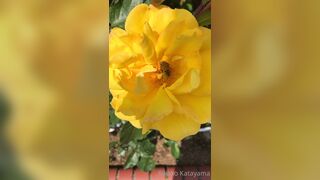 [28] Rikakodesu (Rikako Katayama aka katayama_rikako) OnlyFans Leaks your Enchanting Tokyo Japanese Muse