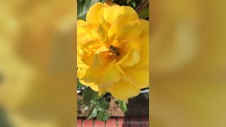 [28] Rikakodesu (Rikako Katayama aka katayama_rikako) OnlyFans Leaks your Enchanting Tokyo Japanese Muse