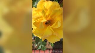 [28] Rikakodesu (Rikako Katayama aka katayama_rikako) OnlyFans Leaks your Enchanting Tokyo Japanese Muse