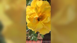 [28] Rikakodesu (Rikako Katayama aka katayama_rikako) OnlyFans Leaks your Enchanting Tokyo Japanese Muse